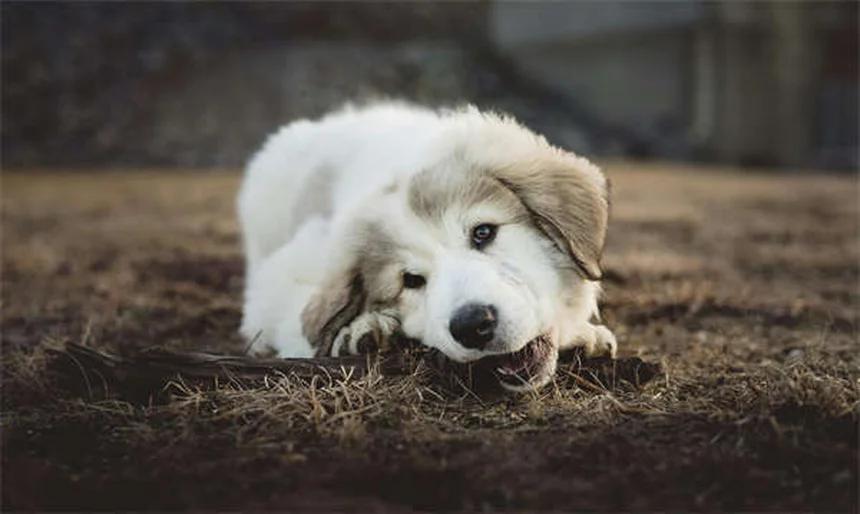 ハロウィンペット安全対策6選：愛犬・愛猫を守る必須のコツ