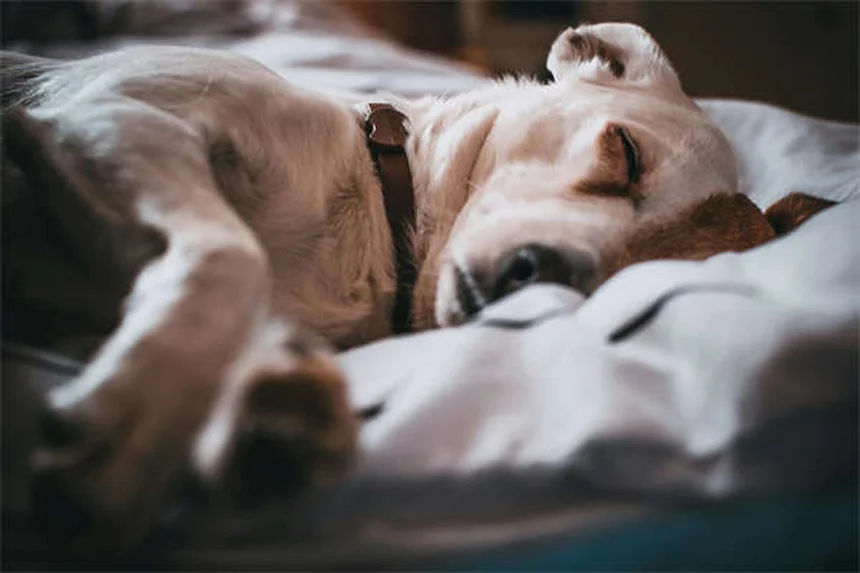 ハロウィンペット安全対策6選：愛犬・愛猫を守る必須のコツ