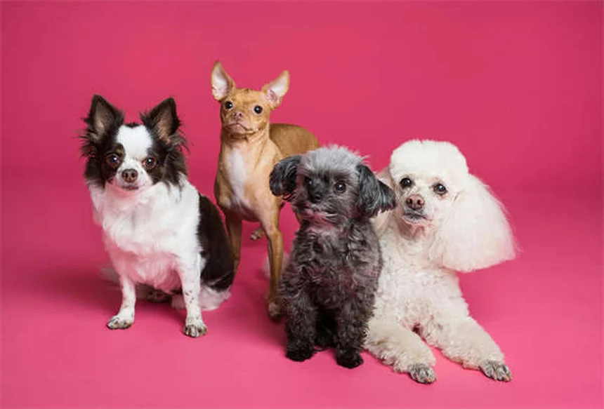 ハロウィンペット安全対策6選：愛犬・愛猫を守る必須のコツ