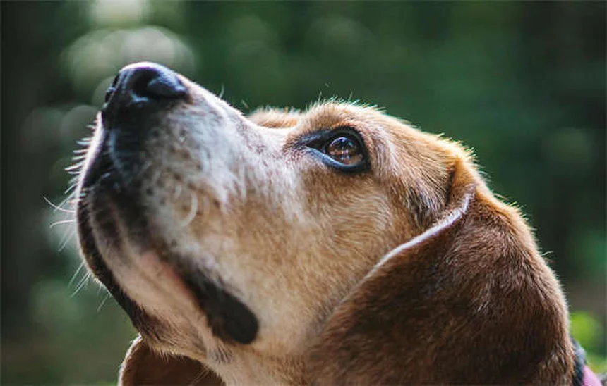 犬のてんかん治療薬「カリウムブロマイド」の効果・副作用・正しい使い方