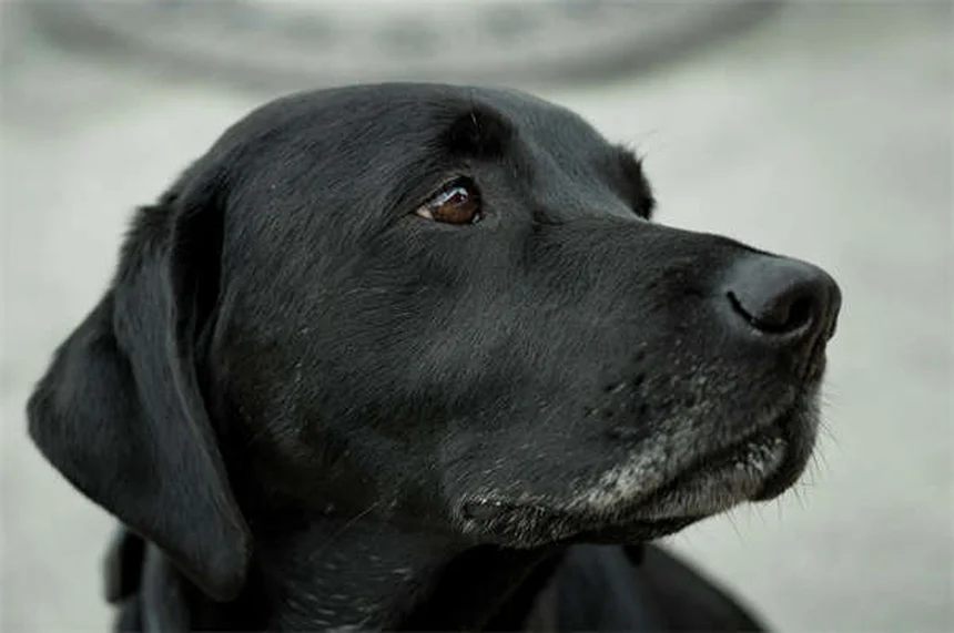 犬を迎える前に絶対にNGな6つの行動【失敗しないための完全ガイド】