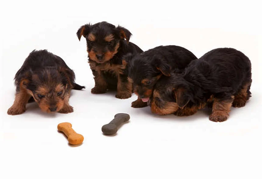 犬を迎える前に絶対にNGな6つの行動【失敗しないための完全ガイド】