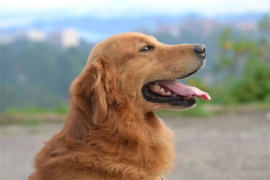 メクリジンとは？犬猫の乗り物酔い・めまいを和らげる薬の効果と注意点