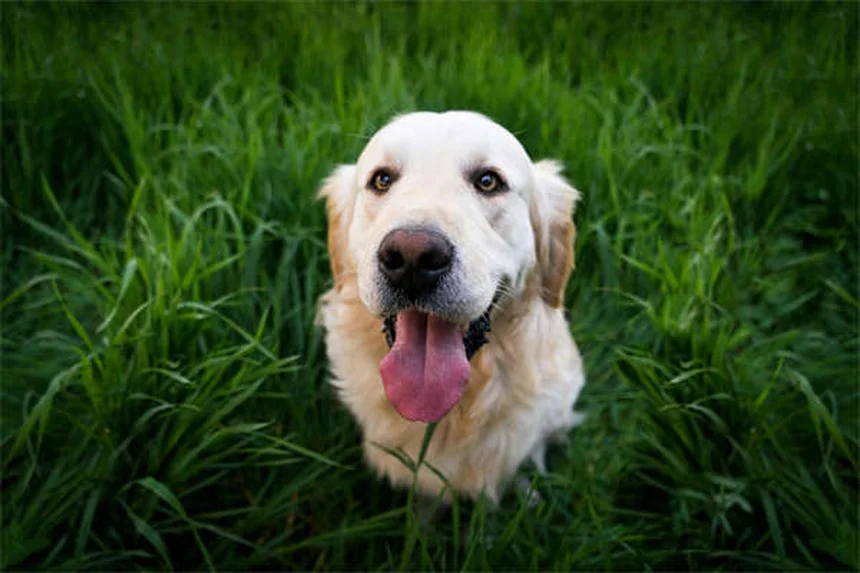 ラクツロースとは？犬猫の便秘・肝性脳症に効果的な薬のすべて