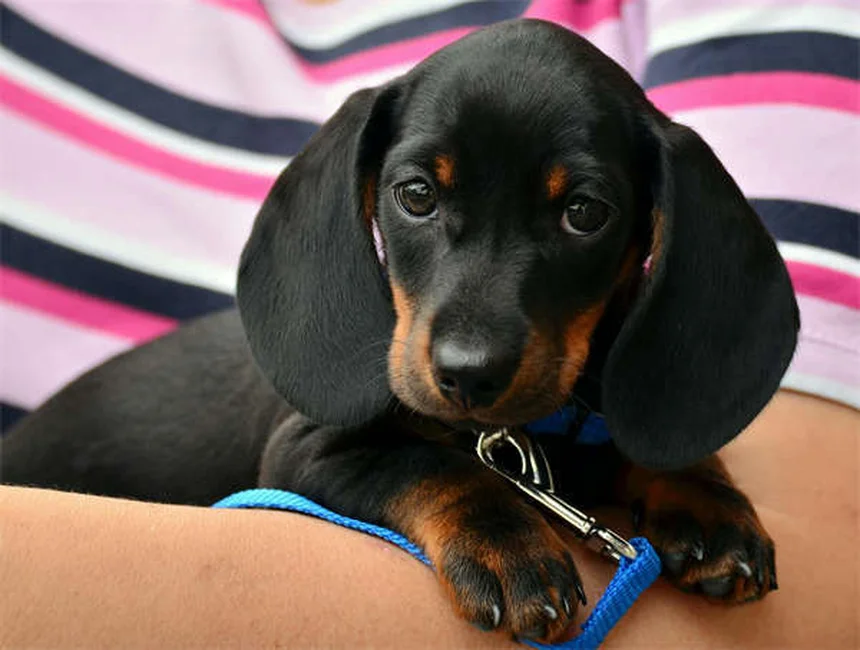 ラクツロースとは？犬猫の便秘・肝性脳症に効果的な薬のすべて