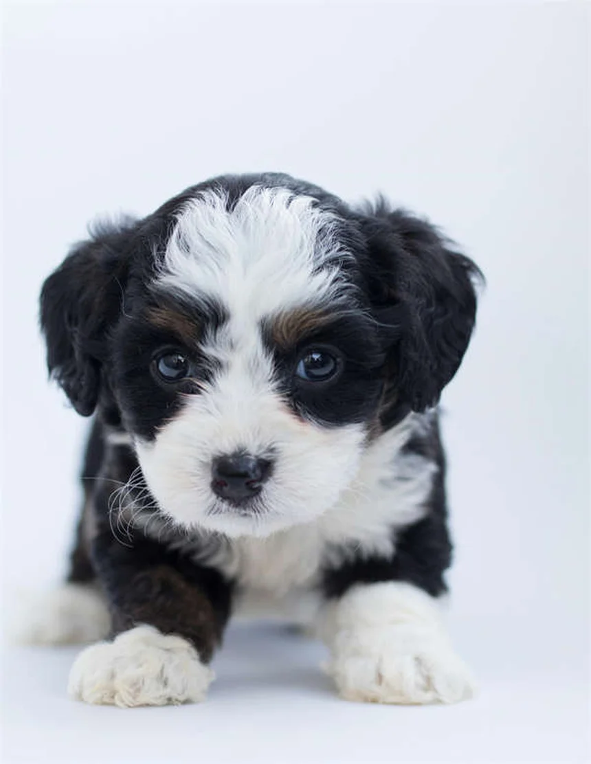 フェレットの痒み（そう痒症）の原因と治療法を徹底解説