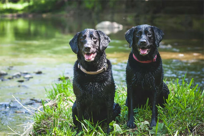 犬がお腹を撫でられるのが好きな理由とは？科学的根拠と正しい撫で方