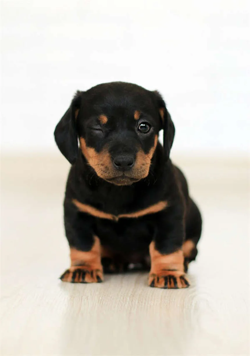 犬がお腹を撫でられるのが好きな理由とは？科学的根拠と正しい撫で方