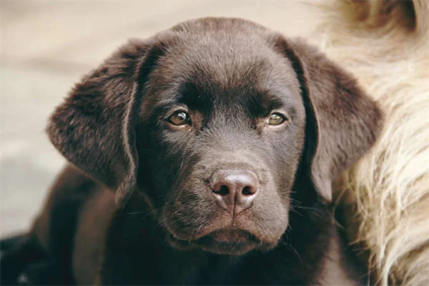 犬の精巣腫瘍とは？症状・原因から治療・予防法まで徹底解説
