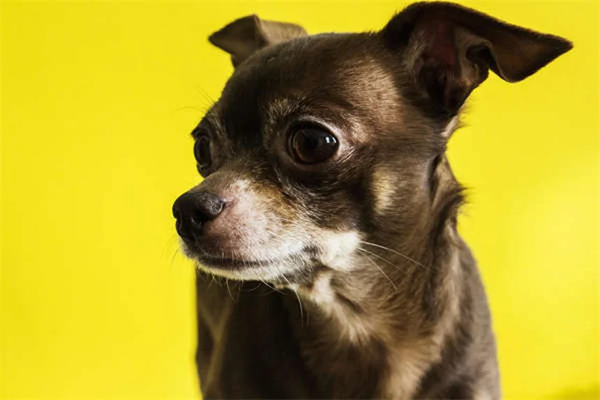 犬が掃除機を怖がる理由と克服法｜3ステップで愛犬を安心させるトレーニング