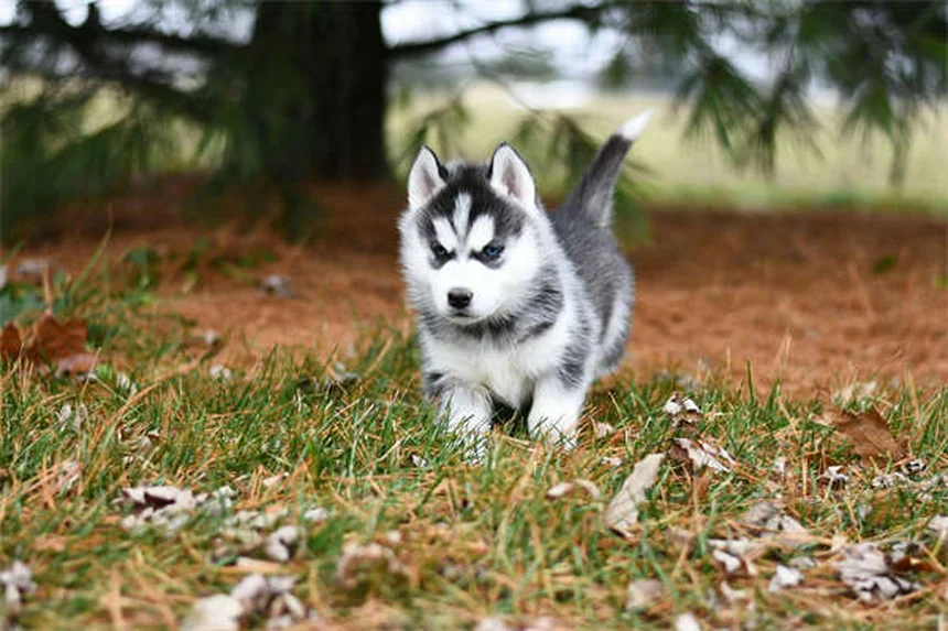 犬が草むらで転がる5つの心理｜やめさせるべき？獣医が解説