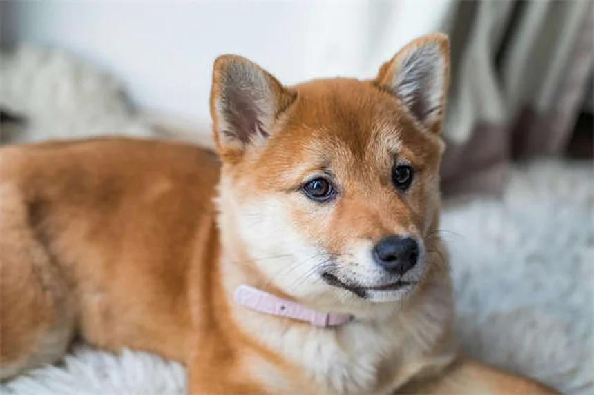 犬が草むらで転がる5つの心理｜やめさせるべき？獣医が解説