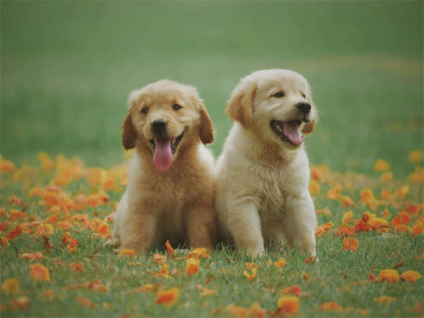 犬の白内障とは？症状・原因・手術費用まで徹底解説