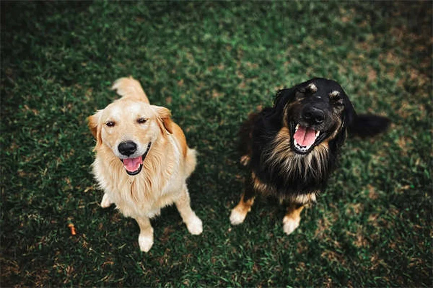 犬のリフレクソロジー：愛犬との絆を深める足裏マッサージの効果と注意点