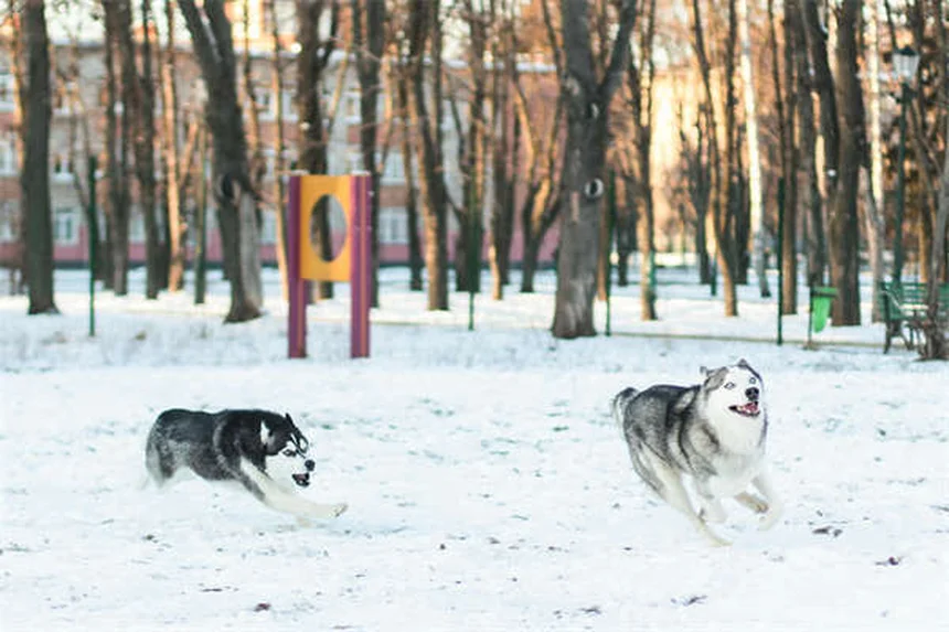 ペットの薬の副作用：飼い主が知っておくべき症状と対処法5選