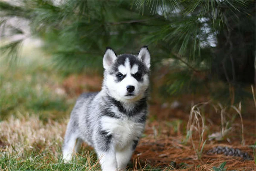ペットの薬の副作用：飼い主が知っておくべき症状と対処法5選