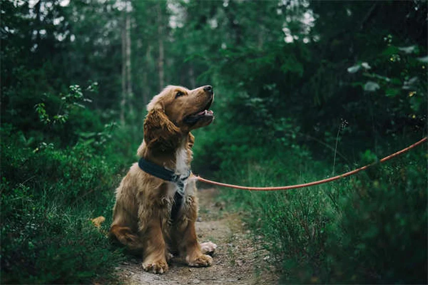 犬行動学専門家の選び方：訓練士・CAAB・獣医行動学専門医の違いと見極めポイント