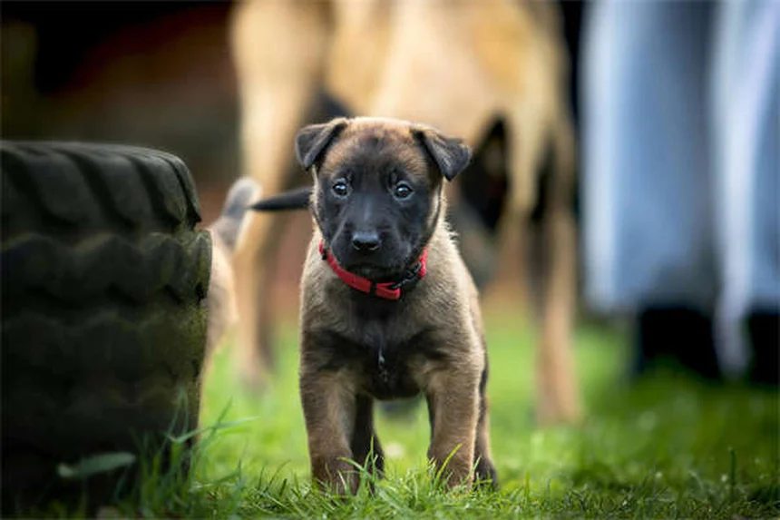 犬行動学専門家の選び方：訓練士・CAAB・獣医行動学専門医の違いと見極めポイント