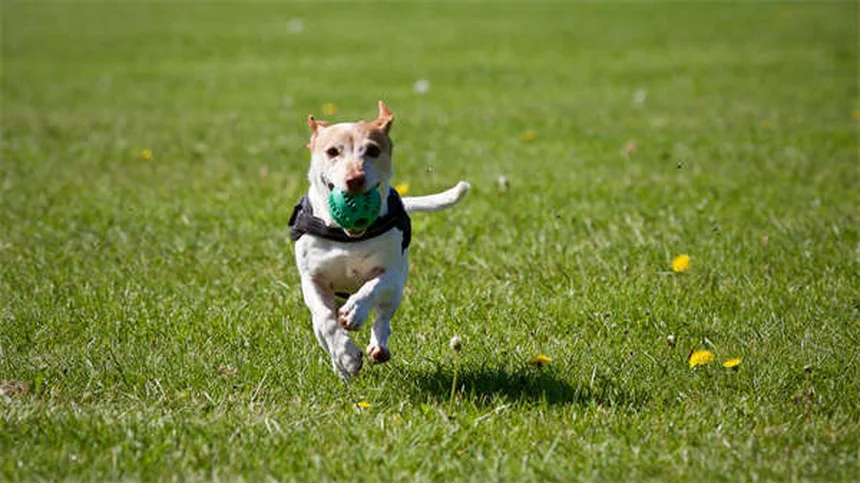 犬のクッシング症候群にミトタンを使う前に知っておくべきこと