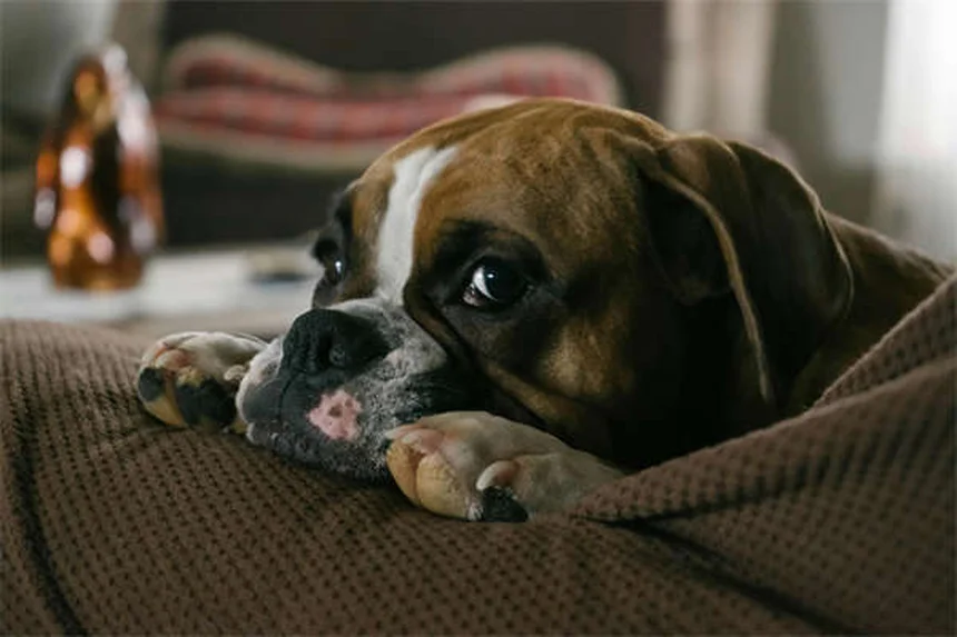 犬のクッシング症候群にミトタンを使う前に知っておくべきこと