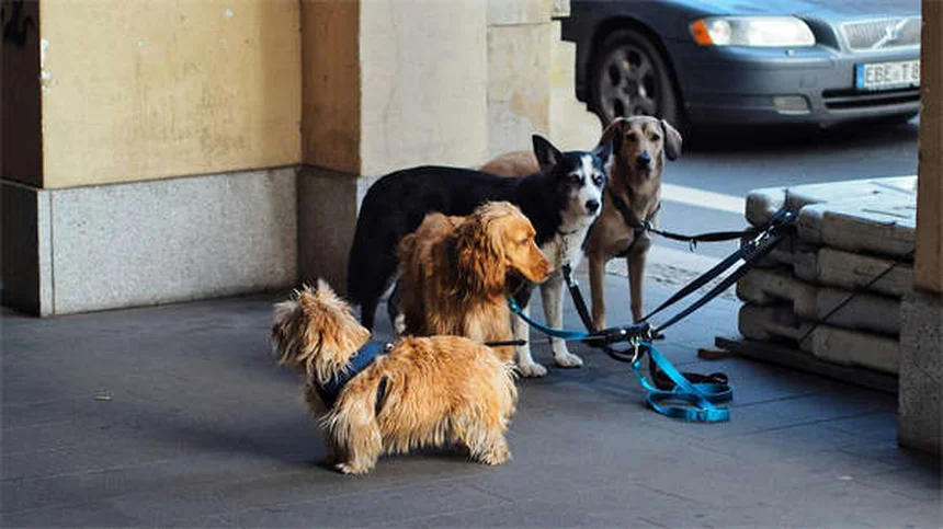 アイスランドホースはポニーじゃない！よくある誤解と飼い方のコツ