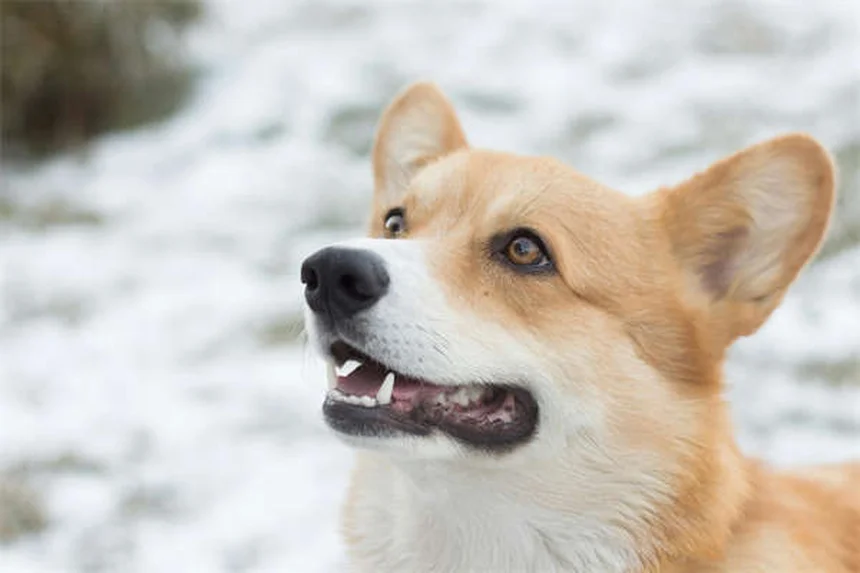 アイスランドホースはポニーじゃない！よくある誤解と飼い方のコツ