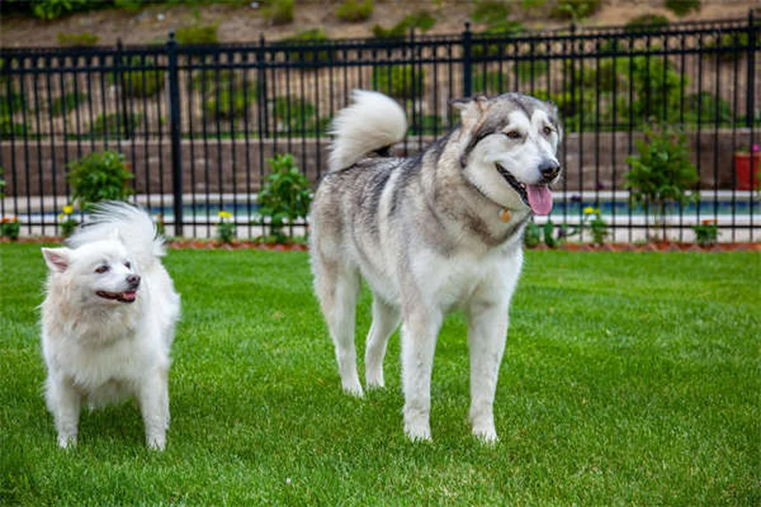 アイスランドホースはポニーじゃない！よくある誤解と飼い方のコツ