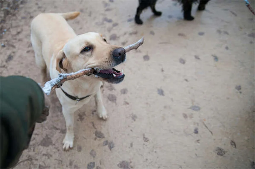 子犬の初めてのクリスマスを安全に過ごす7つの必須対策