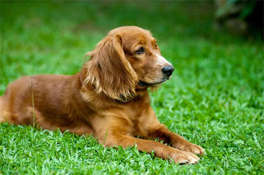 犬の目が赤い原因と対処法｜獣医師が緊急性を解説